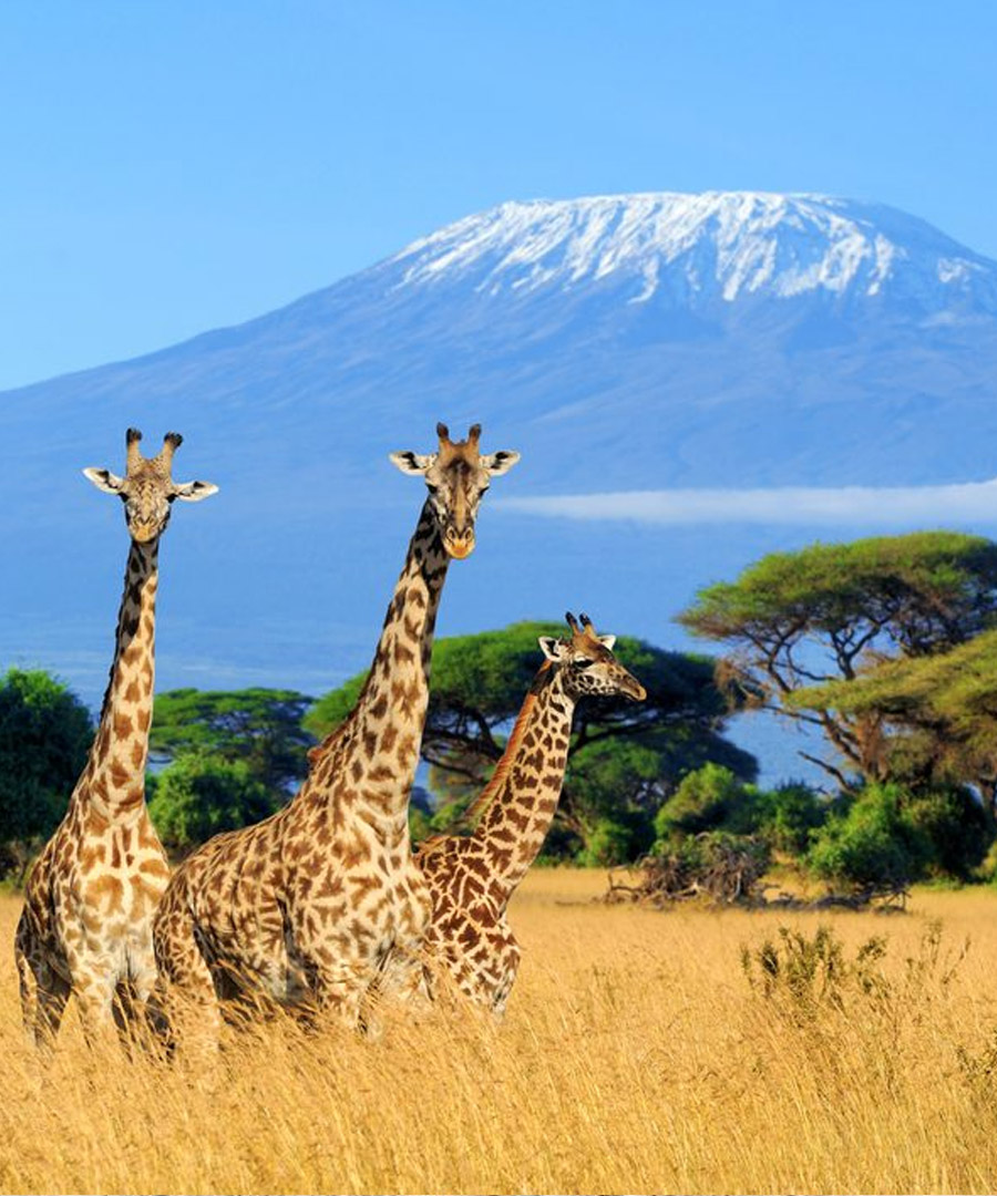 Kilimanjaro